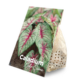 Caladium 'White Christmas'
