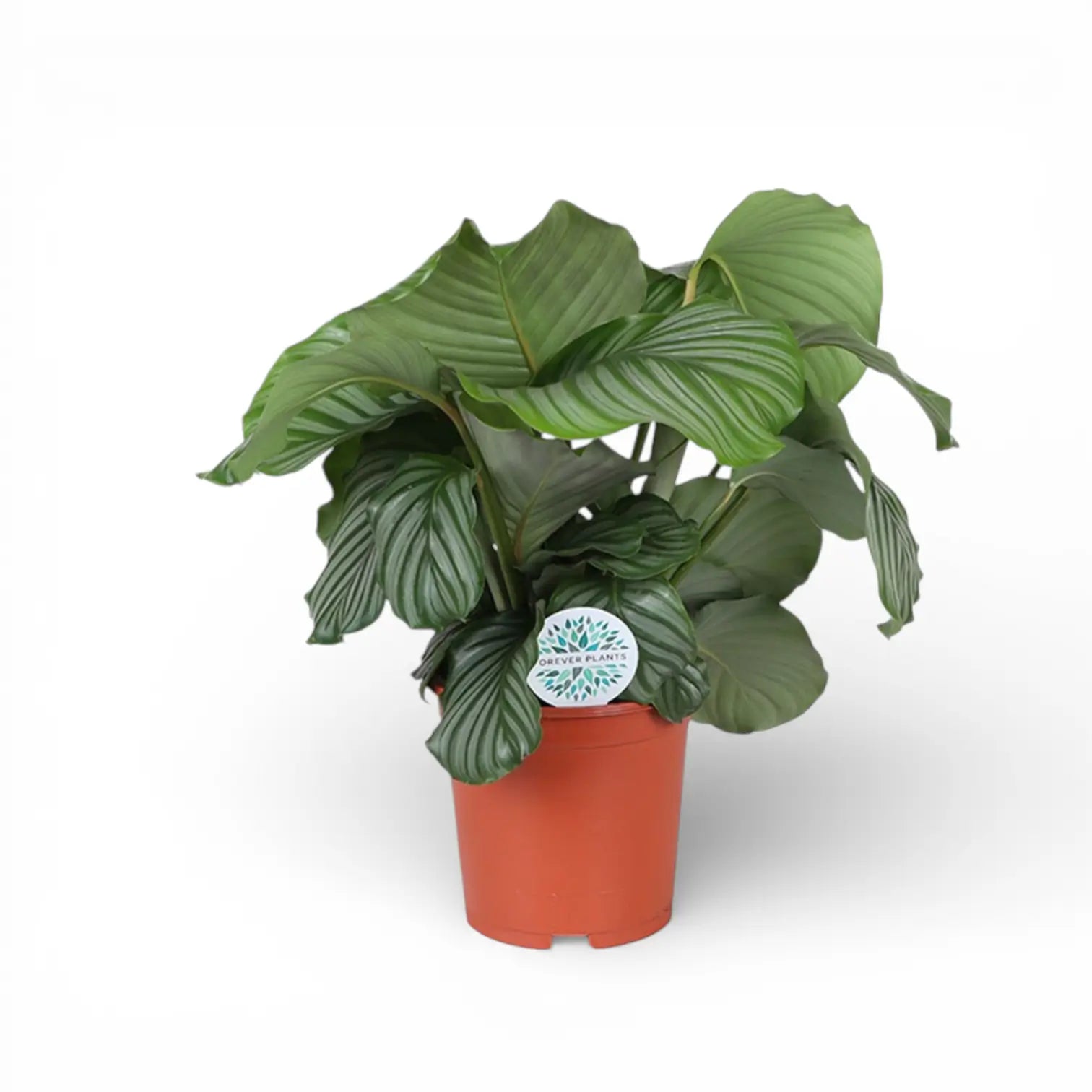 Goeppertia (Calathea) orbifolia potted houseplant in nursery pot on white background, product photo 2.