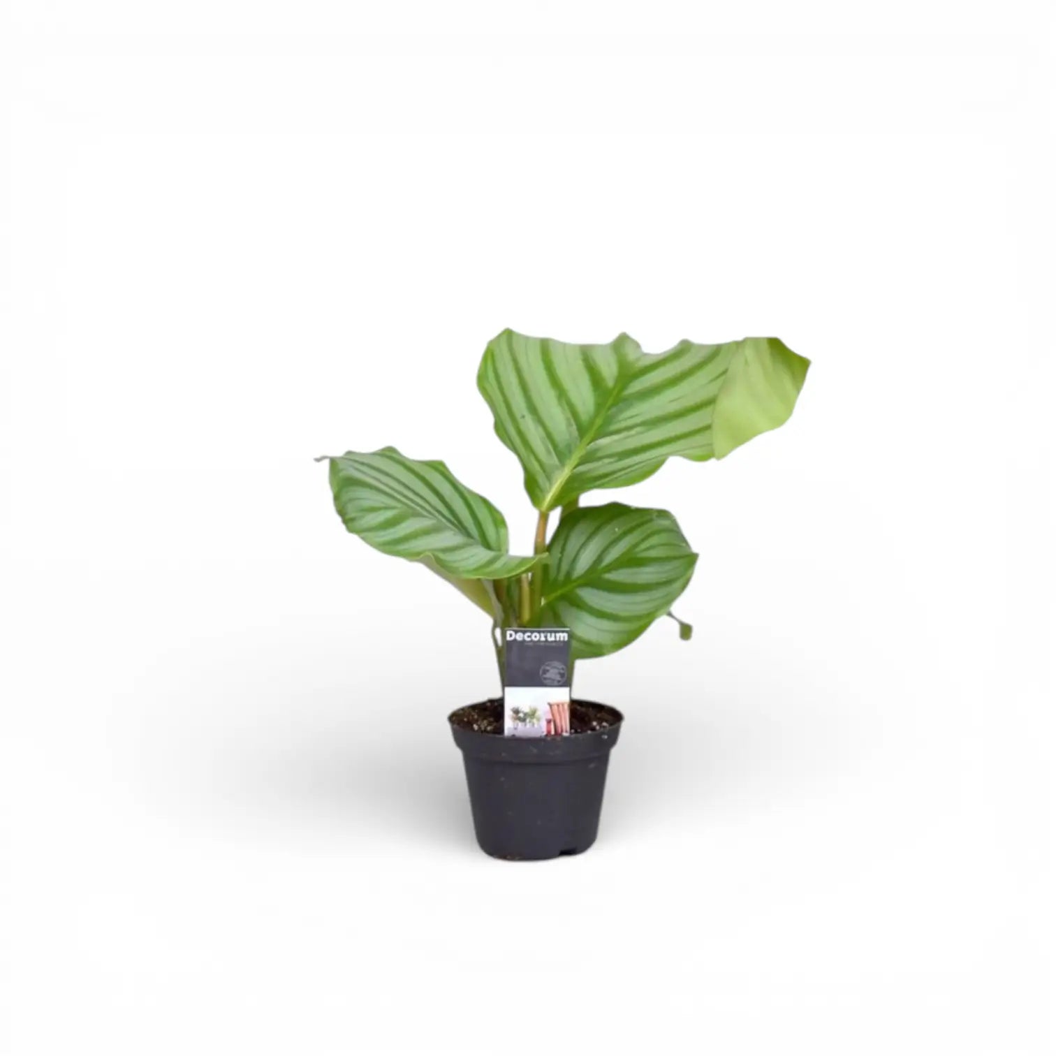 Goeppertia (Calathea) orbifolia potted houseplant in nursery pot on white background, product photo 4.