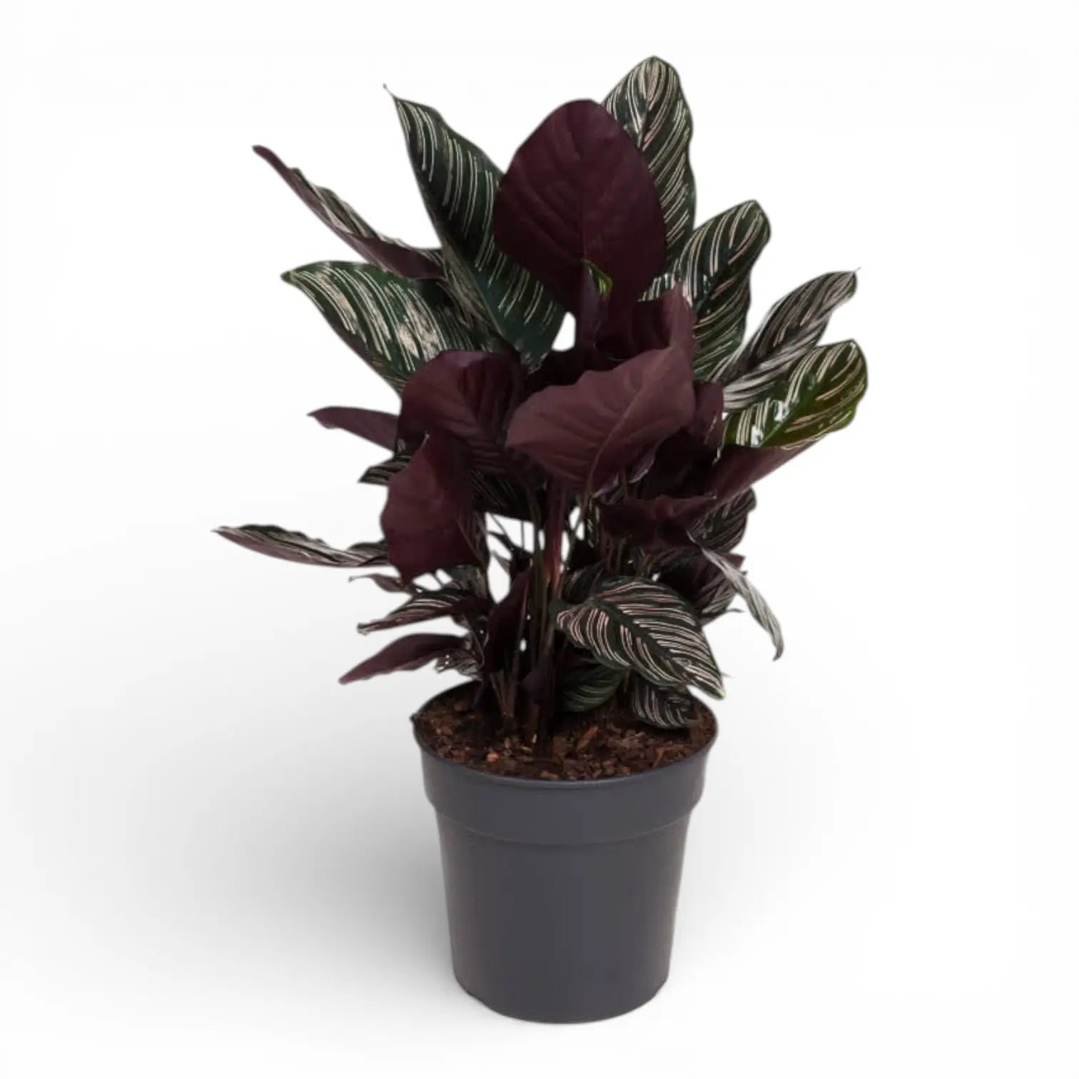 Goeppertia (Calathea) orbifolia – Topfpflanze im Kulturtopf vor weißem Hintergrund, Produktfoto 9.