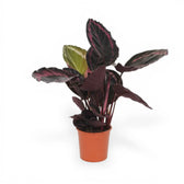 Goeppertia (Calathea) roseopicta 'Surprise Star' ('Princess Jessie') – Nahaufnahme eines Blatts vor weißem Hintergrund.