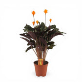 Goeppertia crocata 'Candela'