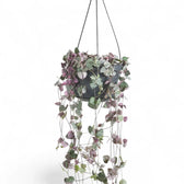 Ceropegia woodii variegata potted houseplant in nursery pot on white background, product photo 2.