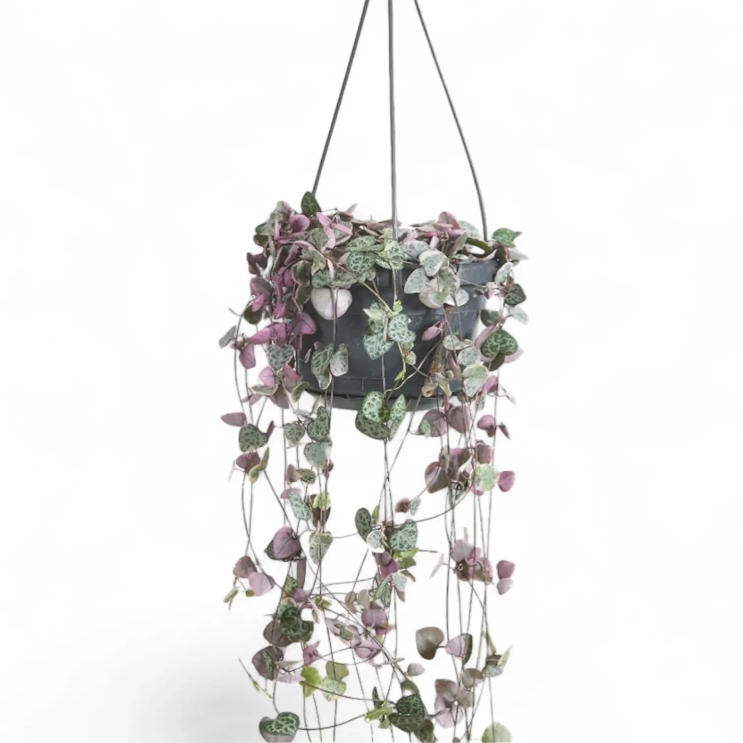 Ceropegia woodii variegata potted houseplant in nursery pot on white background, product photo 2.