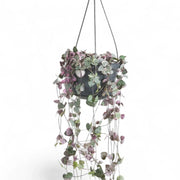 Ceropegia woodii variegata potted houseplant in nursery pot on white background, product photo 2.