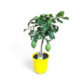 Citrus × limon 'Lemon' potted houseplant in nursery pot on white background, product photo 2.