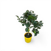 Citrus × limon 'Lemon' potted houseplant in nursery pot on white background, product photo 3.