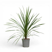 Cordyline australis