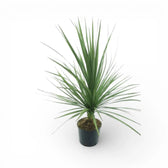 Cordyline australis