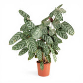 Ctenanthe setosa 'Compactstar'