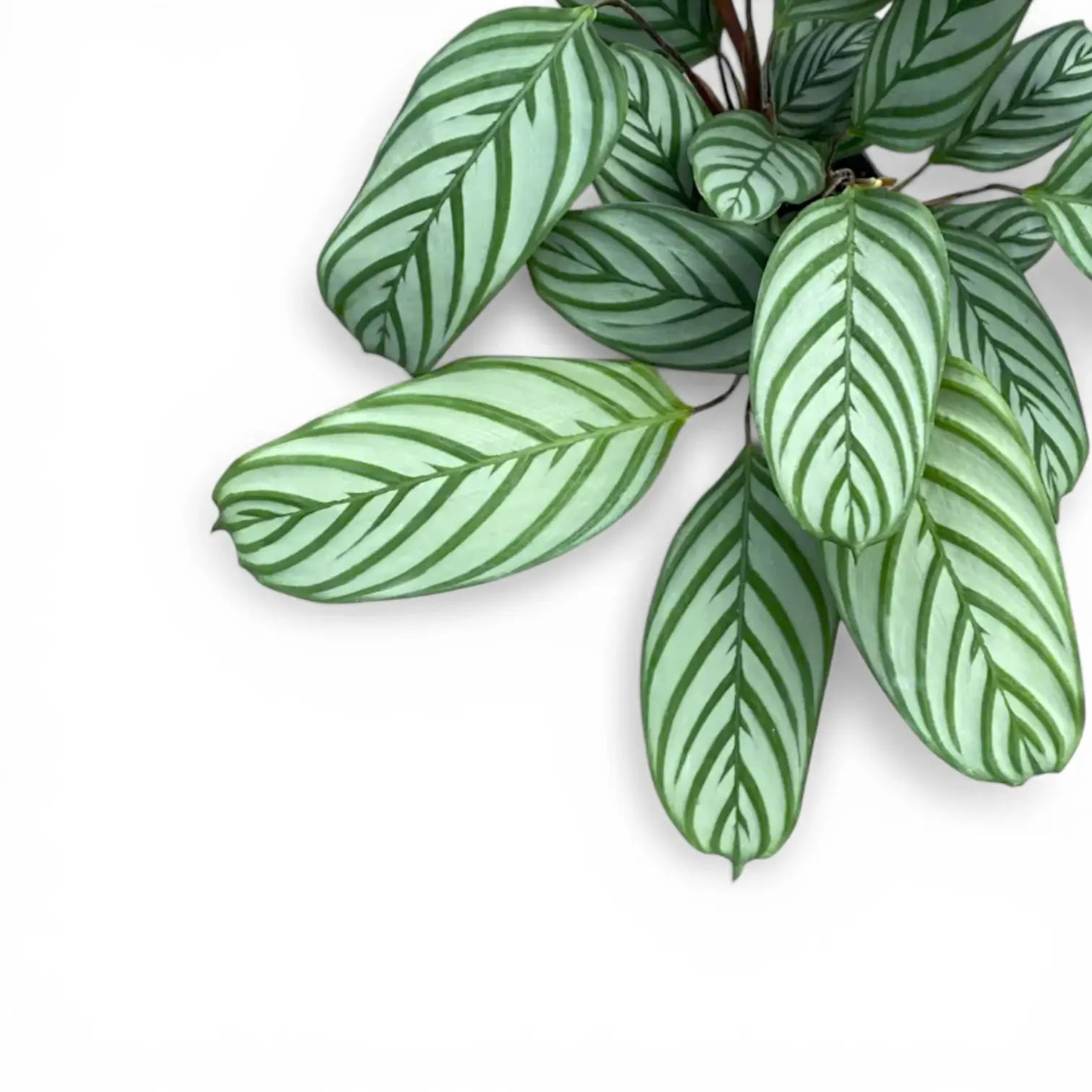 Ctenanthe setosa 'Compactstar'