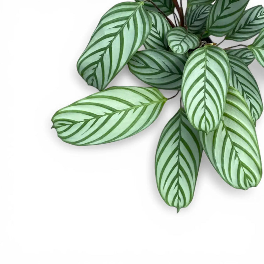 Ctenanthe setosa 'Compactstar'