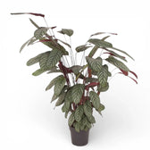 Ctenanthe oppenheimiana potted houseplant in nursery pot on white background, product photo 1.