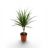 Dracaena reflexa var. angustifolia