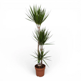 Dracaena reflexa var. angustifolia – Topfpflanze im Kulturtopf vor weißem Hintergrund, Produktfoto 2.
