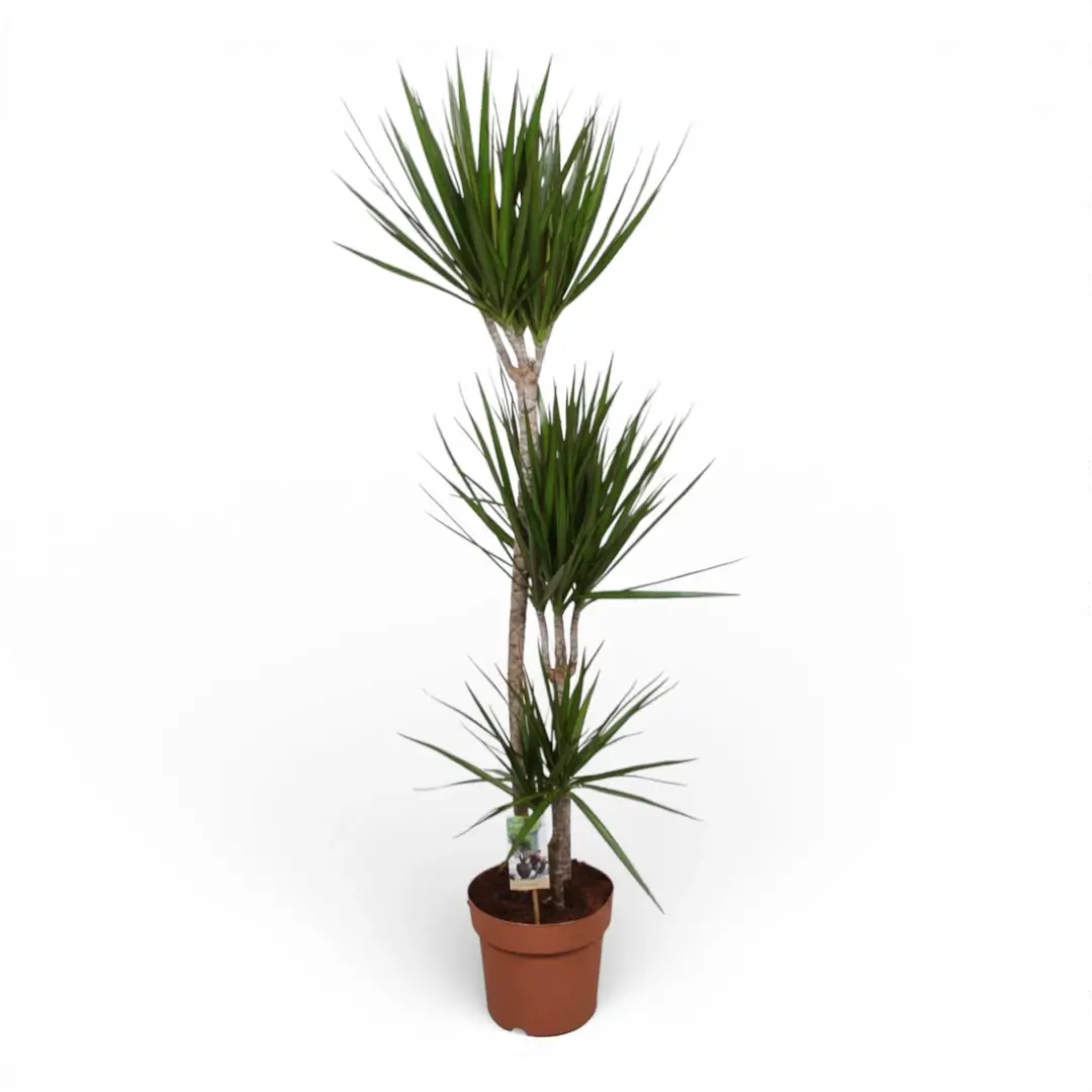 Dracaena reflexa var. angustifolia – Topfpflanze im Kulturtopf vor weißem Hintergrund, Produktfoto 2.