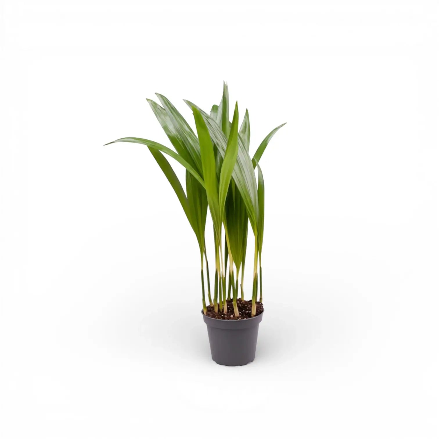 Dypsis lutescens potted houseplant in nursery pot on white background, product photo 6.