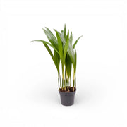 Dypsis lutescens potted houseplant in nursery pot on white background, product photo 6.