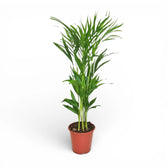 Dypsis lutescens potted houseplant in nursery pot on white background, product photo 4.