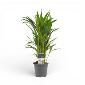 Dypsis lutescens potted houseplant in nursery pot on white background, product photo 5.