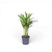 Dypsis lutescens potted houseplant in nursery pot on white background, product photo 7.