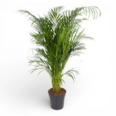 Dypsis lutescens potted houseplant in nursery pot on white background, product photo 2.