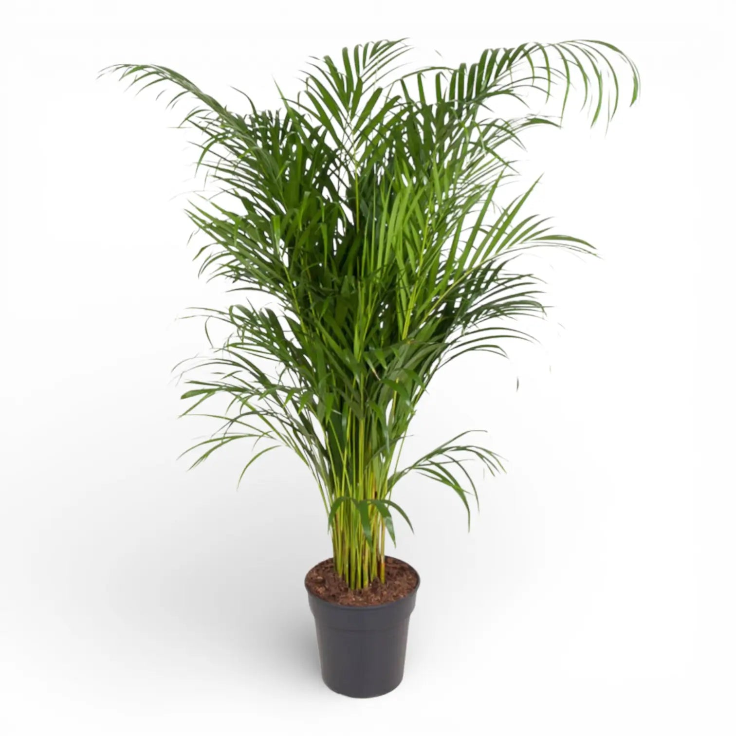 Dypsis lutescens potted houseplant in nursery pot on white background, product photo 2.