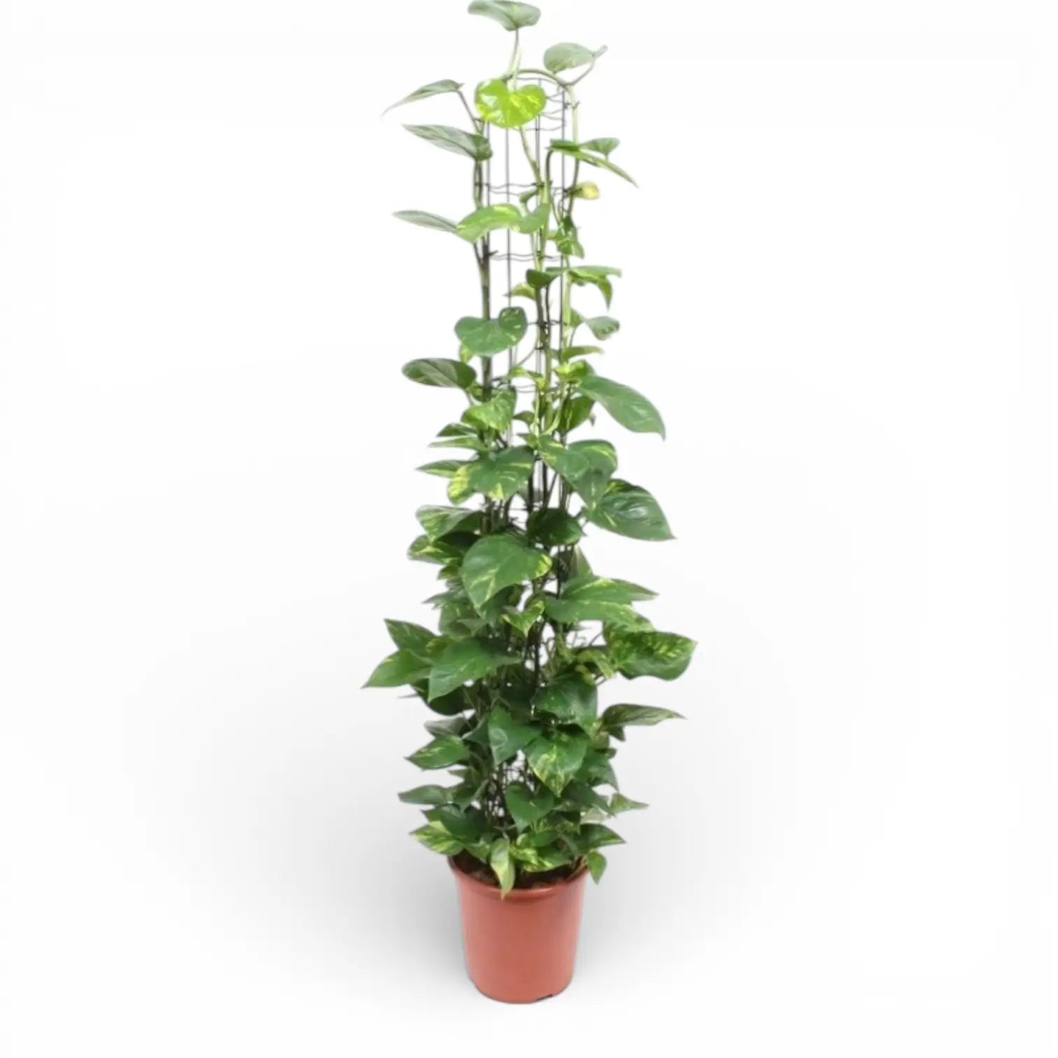 Epipremnum aureum – Topfpflanze im Kulturtopf vor weißem Hintergrund, Produktfoto 5.