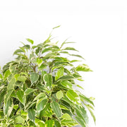 Ficus benjamina 'Kinky'