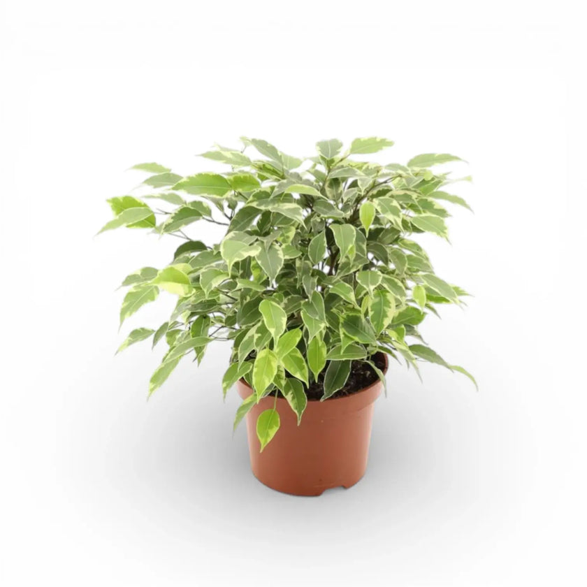 Ficus benjamina 'Kinky'