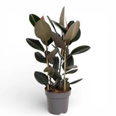 Ficus elastica 'Abidjan' potted houseplant in nursery pot on white background, product photo 1.