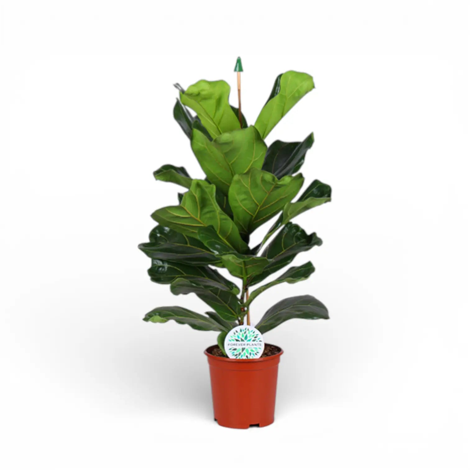 Ficus lyrata – Topfpflanze im Kulturtopf vor weißem Hintergrund, Produktfoto 3.