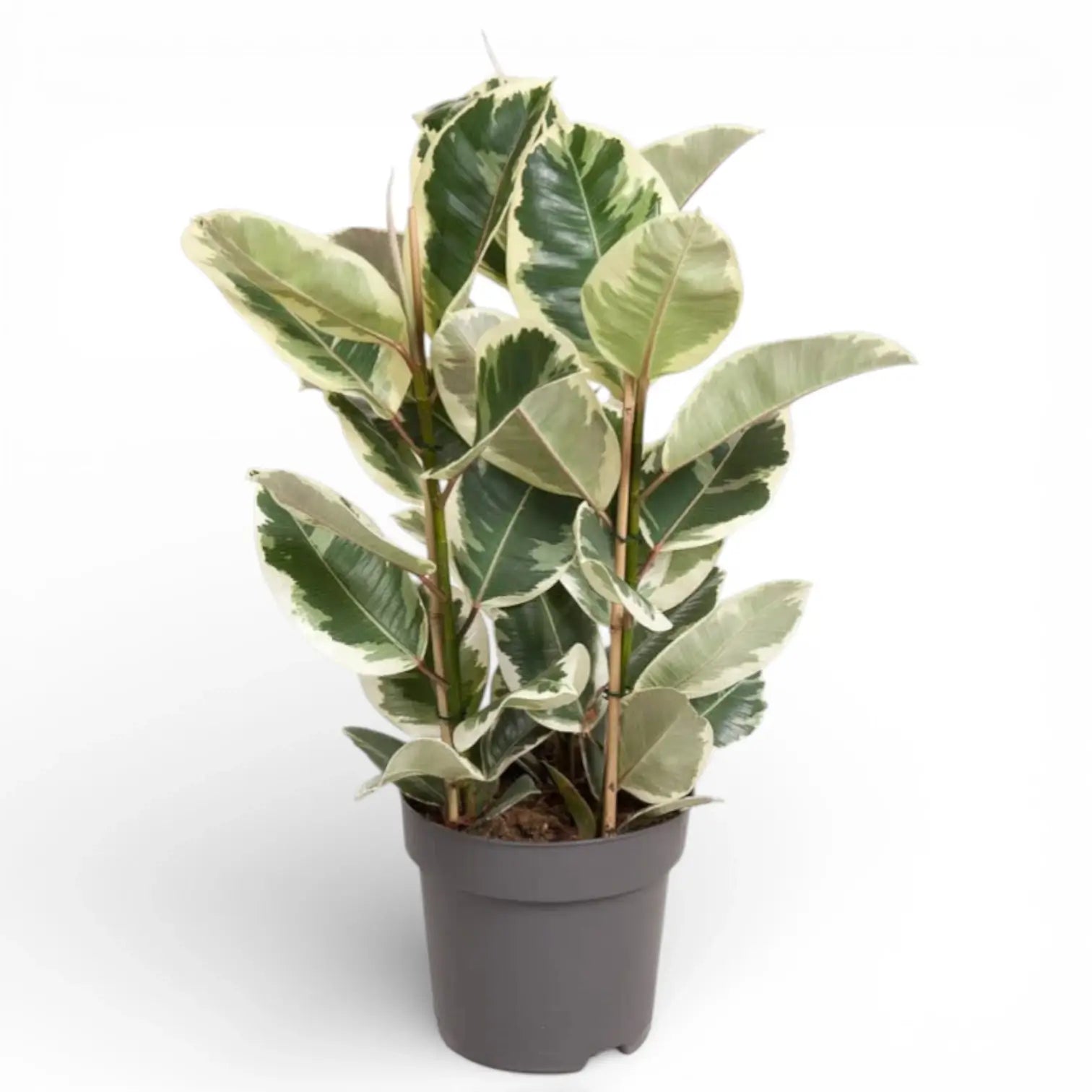 Ficus elastica 'Tineke' – Topfpflanze im Kulturtopf vor weißem Hintergrund, Produktfoto 4.