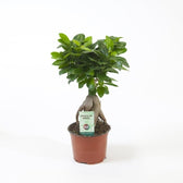 Ficus microcarpa 'Ginseng' potted houseplant in nursery pot on white background, product photo 3.