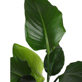 Strelitzia nicolai potted houseplant in nursery pot on white background, product photo 4