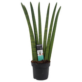 Dracaena angolensis (Sansevieria cylindrica) 'Fan' potted houseplant in nursery pot on white background, product photo 5.