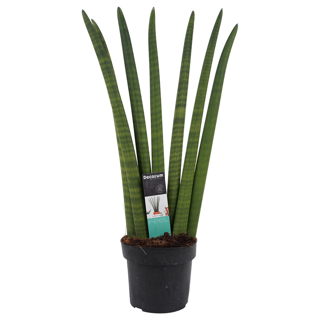 Dracaena angolensis (Sansevieria cylindrica) 'Fan' potted houseplant in nursery pot on white background, product photo 5.
