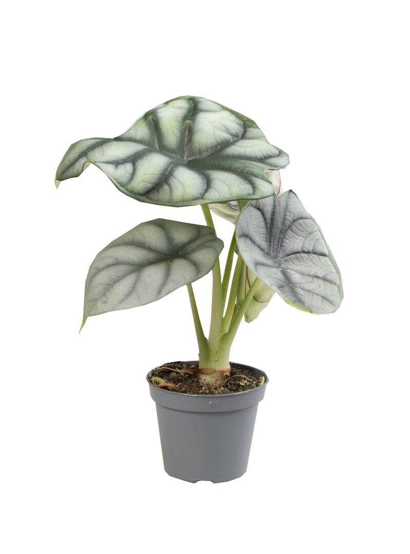 Alocasia baginda 'Silver dragon' potted houseplant in nursery pot on white background, product photo 2.