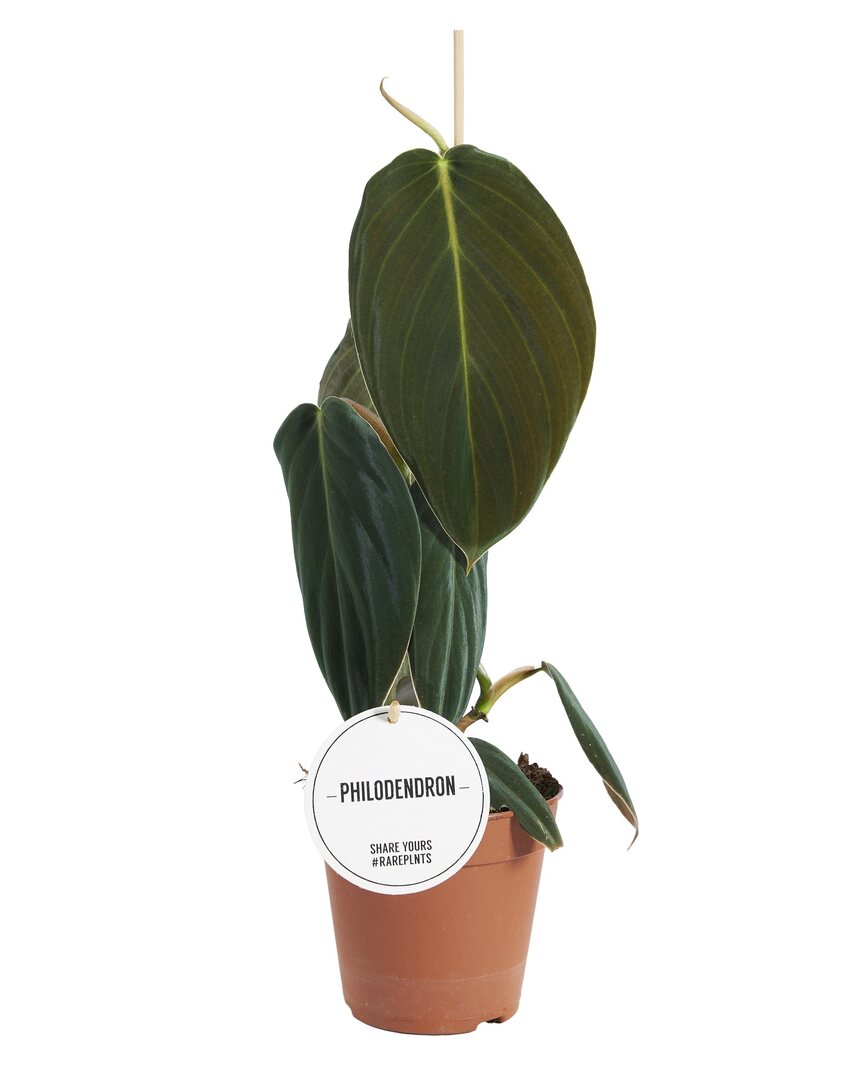 Philodendron gigas potted houseplant in nursery pot on white background, product photo 1.
