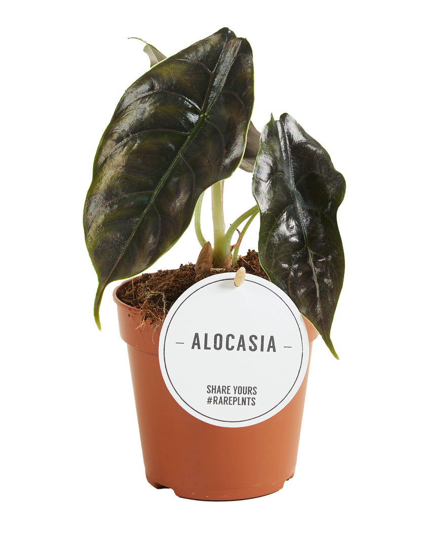 Alocasia azlanii potted houseplant in nursery pot on white background, product photo 3.