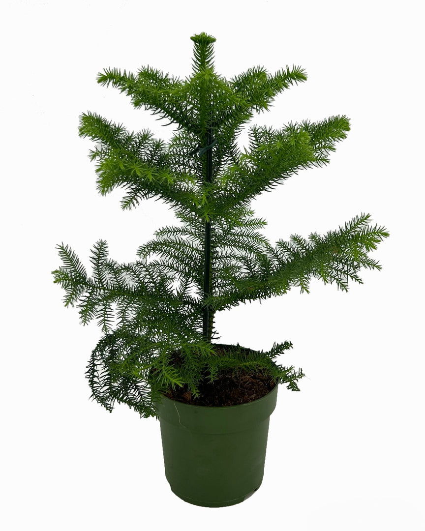 Living Xmas Tree - Pinus Pinea 'Silver Crest' potted houseplant in nursery pot on white background, product photo 1.