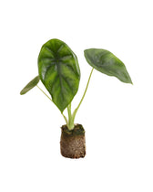 MM-MEC-0465 - 0Alocasia clypeolata 'Green shield' potted houseplant in nursery pot on white background, product photo 1