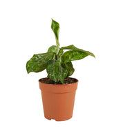 Aglaonema pictum tricolor – Zimmerpflanze im Kulturtopf auf weißem Hintergrund, Produktfoto 1.