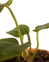 Anthurium 'Queen of hearts' potted houseplant in nursery pot on white background, product photo 1.