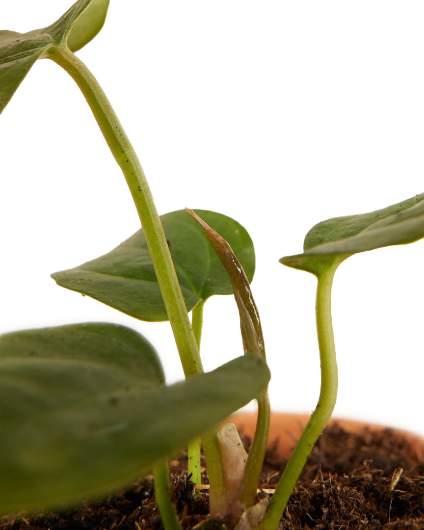 Anthurium 'Queen of hearts' potted houseplant in nursery pot on white background, product photo 1.