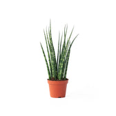 Dracaena (Sansevieria) bacularis 'Fernwood Mikado' potted houseplant in nursery pot on white background, product photo 2.