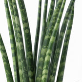 Dracaena (Sansevieria) bacularis 'Fernwood Mikado' potted houseplant in nursery pot on white background, product photo 1.