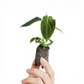 Philodendron 'Glorious' (gloriosum x melanochrysum)