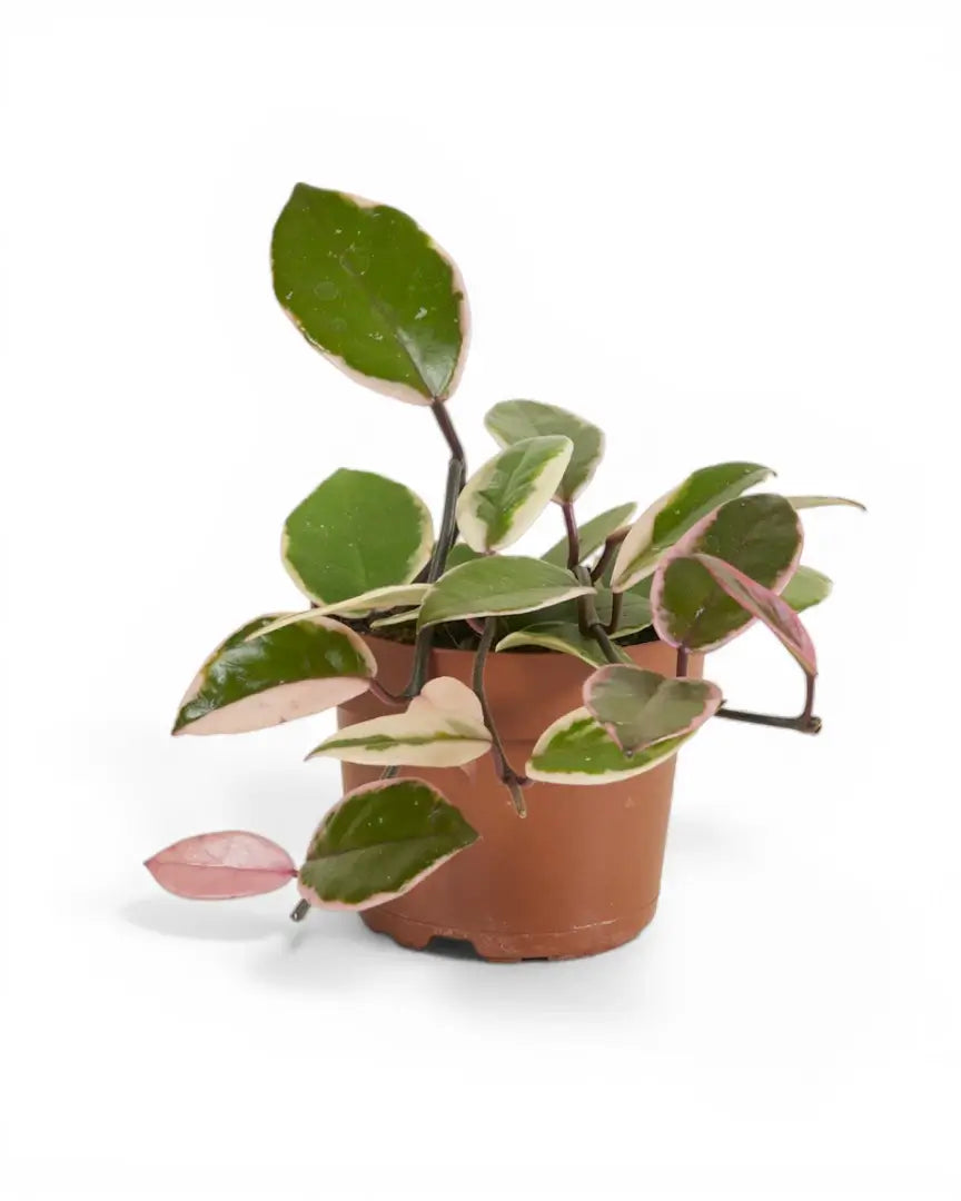 Hoya carnosa 'Flamingo Dream' potted houseplant in nursery pot on white background, product photo 3.