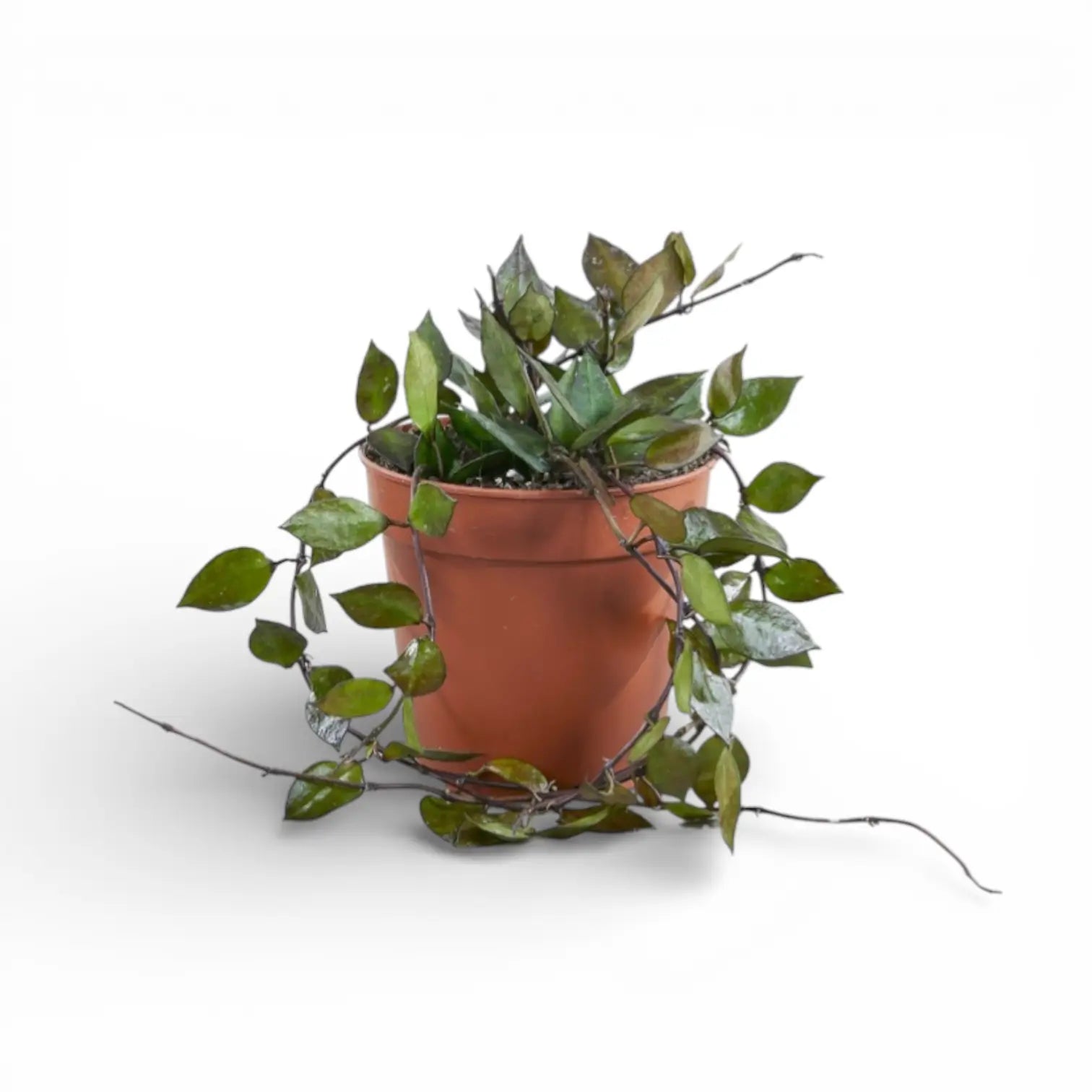 Hoya krohniana 'Black Leaves' potted houseplant in nursery pot on white background, product photo 2.